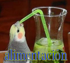 alimentación