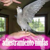 entrenamiento ninfa