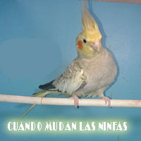 cuando mudan las plumas las ninfas