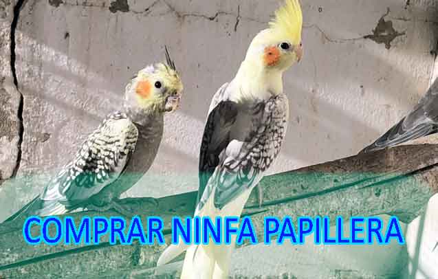 comprar ninfa papillera