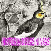 historia de las ninfas pajaros