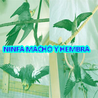 como saber si una ninfa es macho o hembra