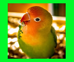 pajaro agaporni