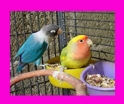 que comen los agapornis aves